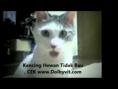 Video lucu kucing anggora memamerkan muka aneh bikin ngakak (◣_◢) Funny Cats (◣_◢)