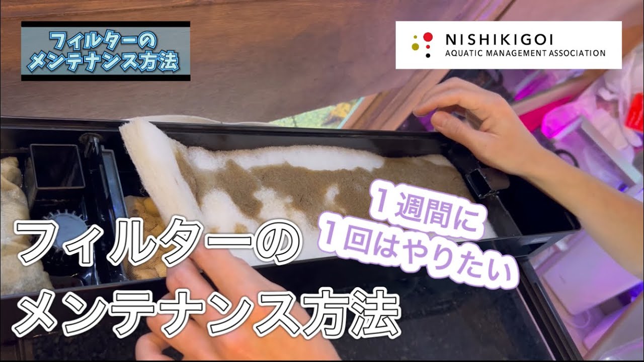 ＜KOI＞錦鯉水槽飼育普及協会#012【水槽のメンテナンス方法その④〜フィルターのメンテナンス方法編〜】