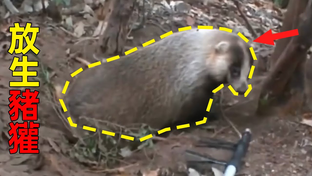老六徒手抓猪獾被咬了一口 你们覺得豬獾生还的可能吗 #户外 #捕猎现场 #猪獾 #护农队 #国外合法拍摄国内请勿模仿 #野豬 #狩獵 ...