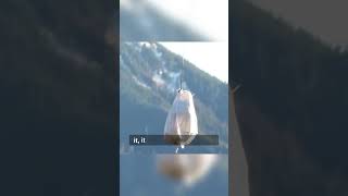 Famous Why don't we dump our trash into Volcanoes? Net Worth