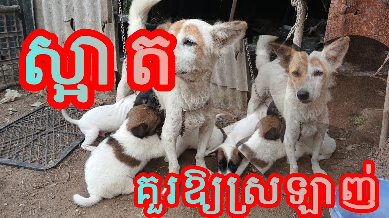 cute cute ណាស់បងប្អូនហើយឆ្លាតណាស់ចេះស្ដាប់បង្គាប់