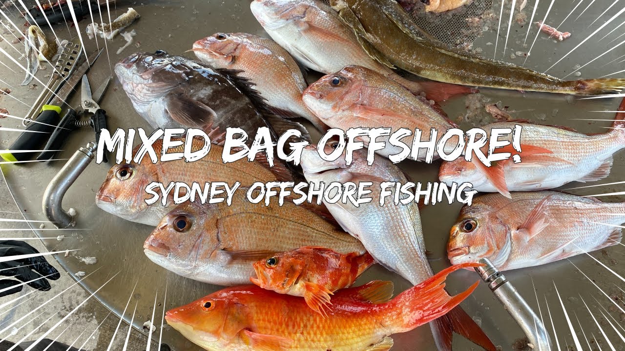 #19 (ENG SUB) MIXED BAG OFFSHORE! BIG SNAPPER TO BANDED ROCK COD - WHAT A DAY!!