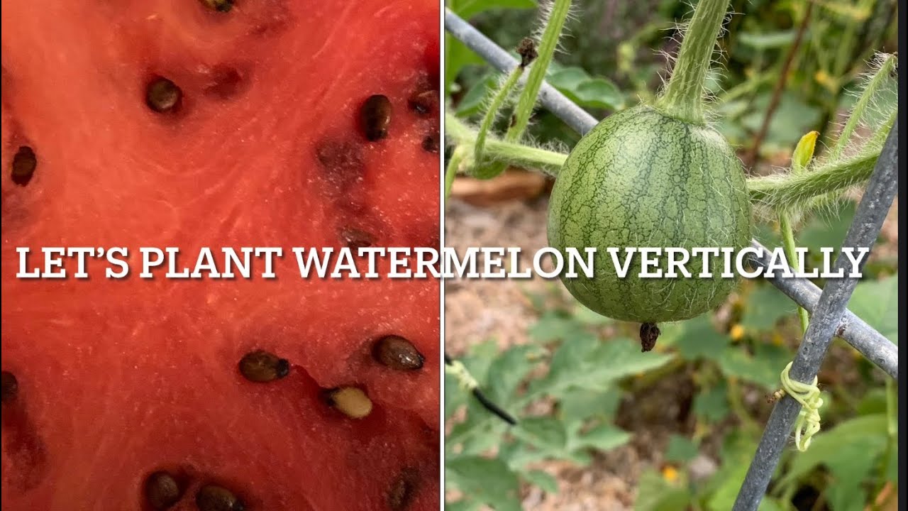 Grow Vertically Planting My Sugar Baby Watermelons YouTube