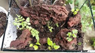 Building a Millipede Mansion Terrarium for Nature Learning