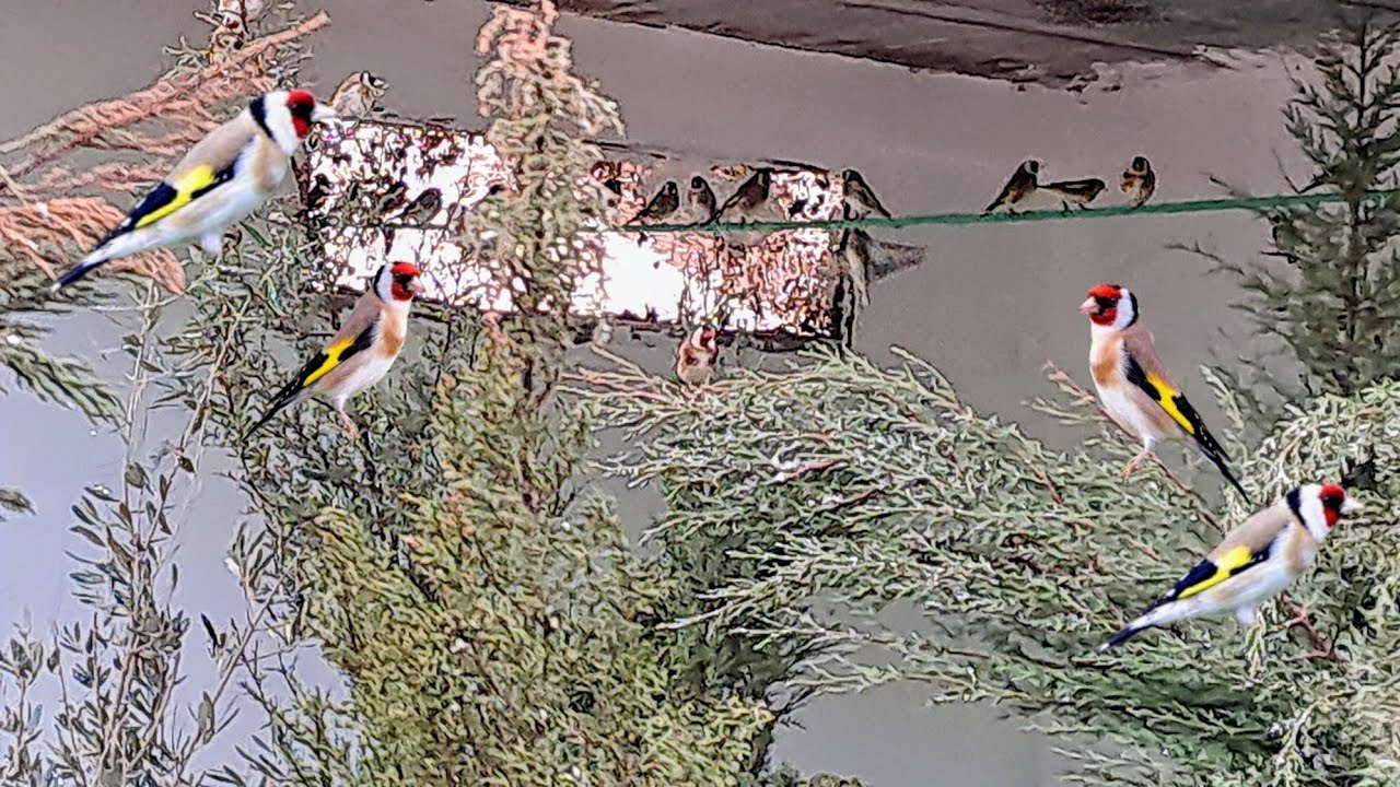 زيارة عند عبدالعالي ❤️‍🔥ورانا سلالة الحسون مع اهم المعلومات مفيدة في تربية طيور الحسون