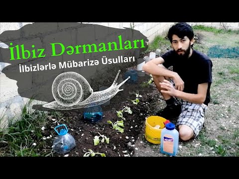 İlbiz dermani. İlbizlərlə mübarizə üsulları. Sümüklü böcek