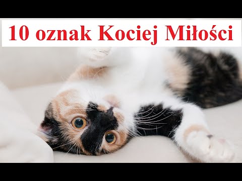 Wideo: Jak długo są w ciąży koty?