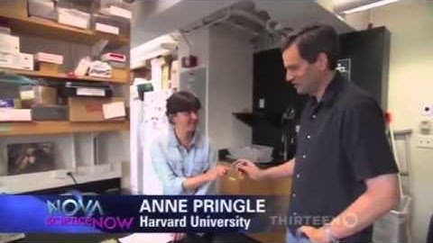 You don t need a brain to be intelligent - Slime Mold