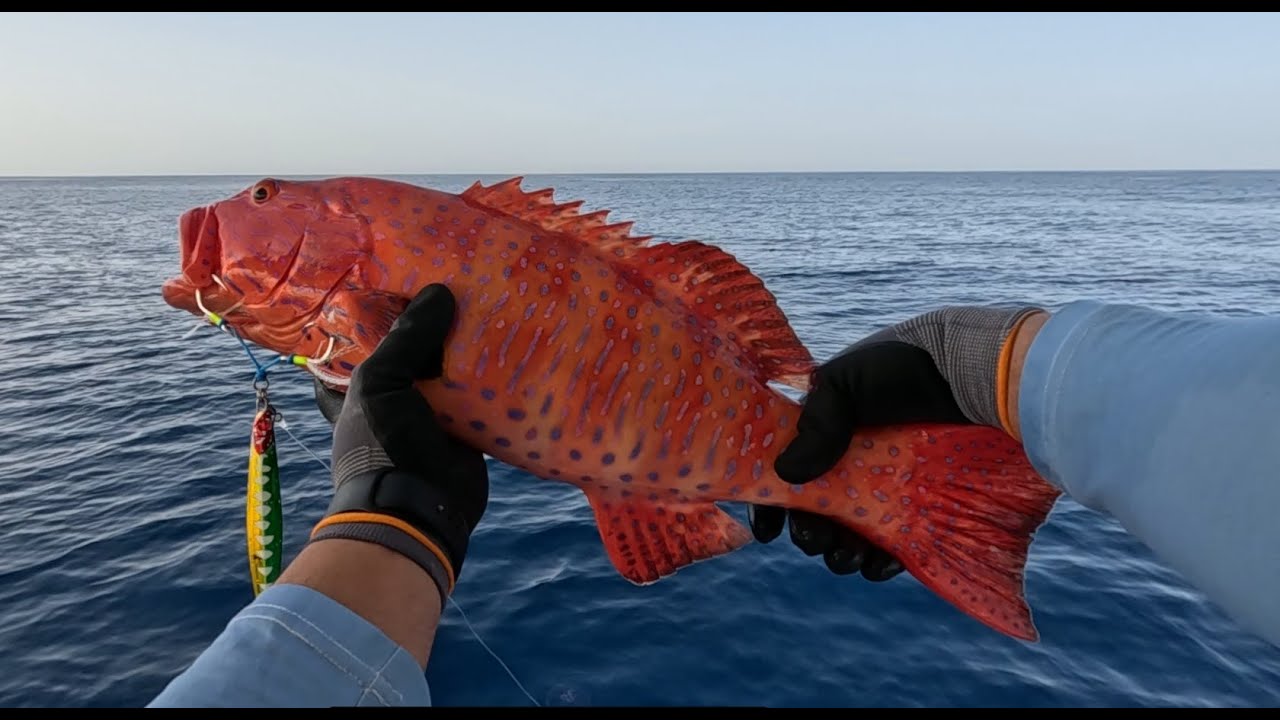 ناجل و شريفي بالكوم  (فواخر البحر الاحمر)