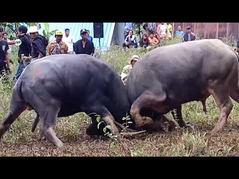 Kerass!!, Adu Kerbau (Tedong Silaga) | Petarung Tanpa Arena