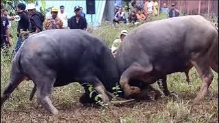 Kerass!!, Adu Kerbau (Tedong Silaga) | Petarung Tanpa Arena