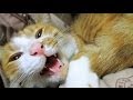 猫の鳴き声動画 ♪ ニャーニャー･ゴロゴロ しゃべる猫! ? おもしろ かわいい茶トラ猫｢マック｣- Cat purrs and lovely meows nonstop, funny video.