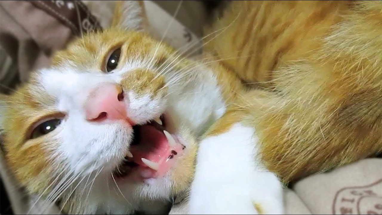 猫の鳴き声動画 ニャーニャー ゴロゴロ しゃべる猫 おもしろ かわいい茶トラ猫 マック Cat Purrs And Lovely Meows Nonstop Funny Video Youtube 猫の鳴き声動画 ニャーニャー ゴロゴロ しゃべる猫 おもしろ かわいい茶トラ猫 マック Cat Purrs And Lovely Meows Nonstop Funny Video Youtube