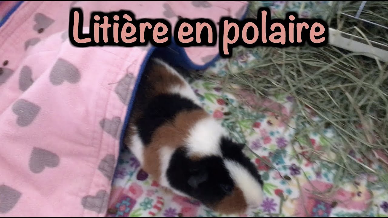 Litiere De Polaire Avantage Desavantage Realite Cochon D Inde Youtube Litiere De Polaire Avantage Desavantage Realite Cochon D Inde Youtube
