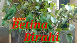 suara cucak ijo betina birahi || suara pikat super