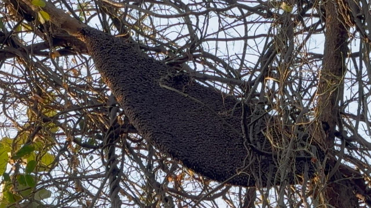 มาสำรวจดอกรัง ผึ้งหลวงรังใหญ่ แอ๊ะ! รอยมีคนเข้ามาพีคในพีค ใครกัน? | พรานหมึก คนตีผึ้ง