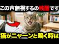 【無視はあまりにも残酷です…】鳴き声でわかる猫の本音７選