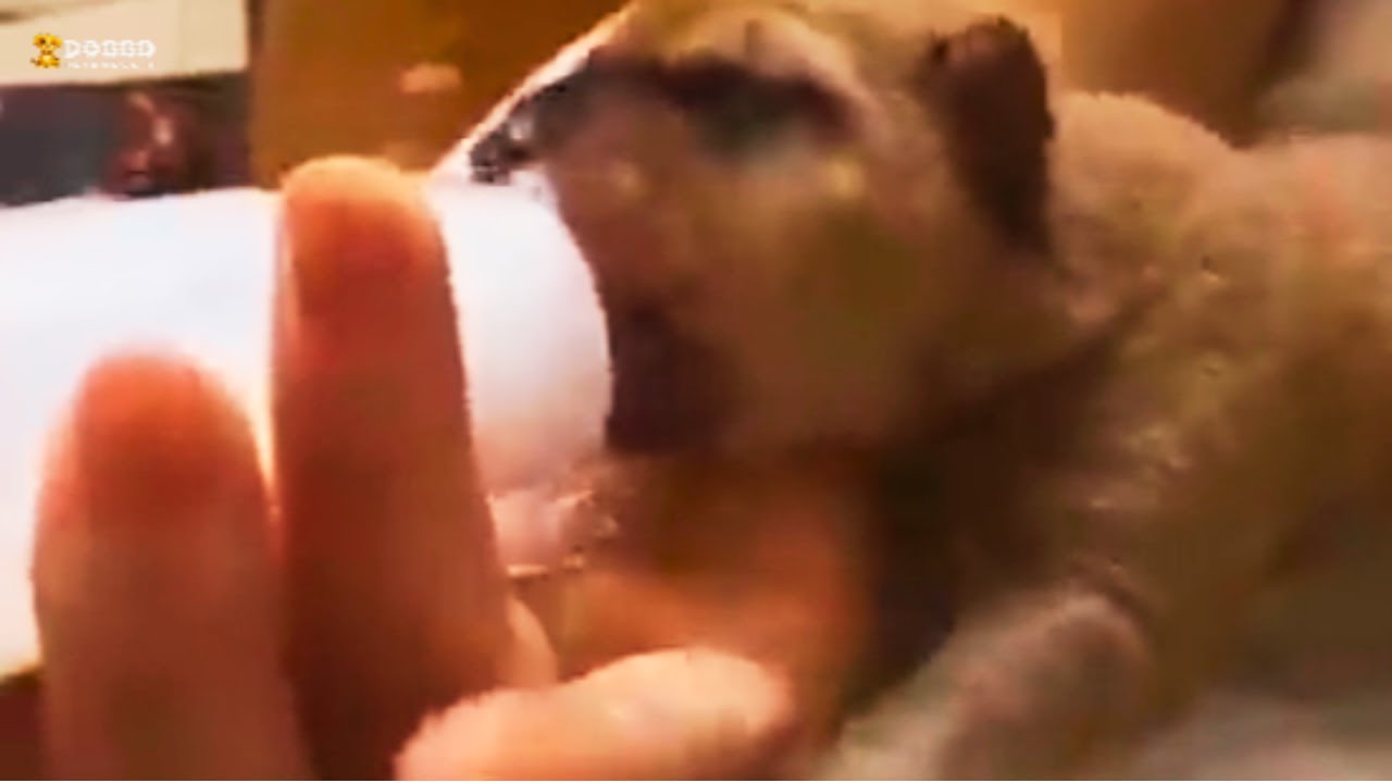 The Miraculous Rescue of Five Helpless Puppies