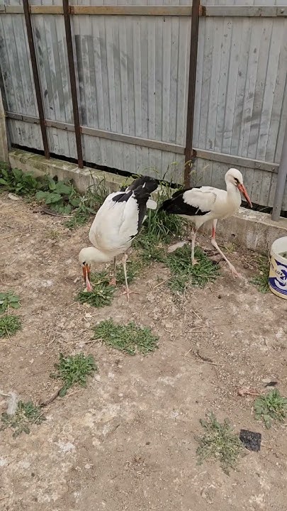 Завтрак Пилота #брестскийаист #animalkingdom #stork #брест #birds # ...
