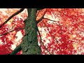 Осенний блюз муз Натальи Первиной ролик Костя Батурин
