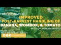 Improved Post-harvest Handling for Banana, Wombok and Tomato