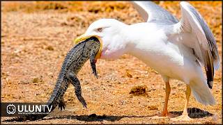 Nature is Cruel! 20 Insane Times Birds Swallowed Huge Prey
