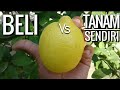 Perbedaan lemon impor dg lokal