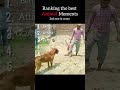 Ranking the best animal moment