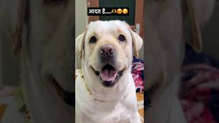 ♥️♥️♥️🫶#dog #funny #labrador #shorts #doglover #viral #adat #aww #dogshorts #trending #cute #pets