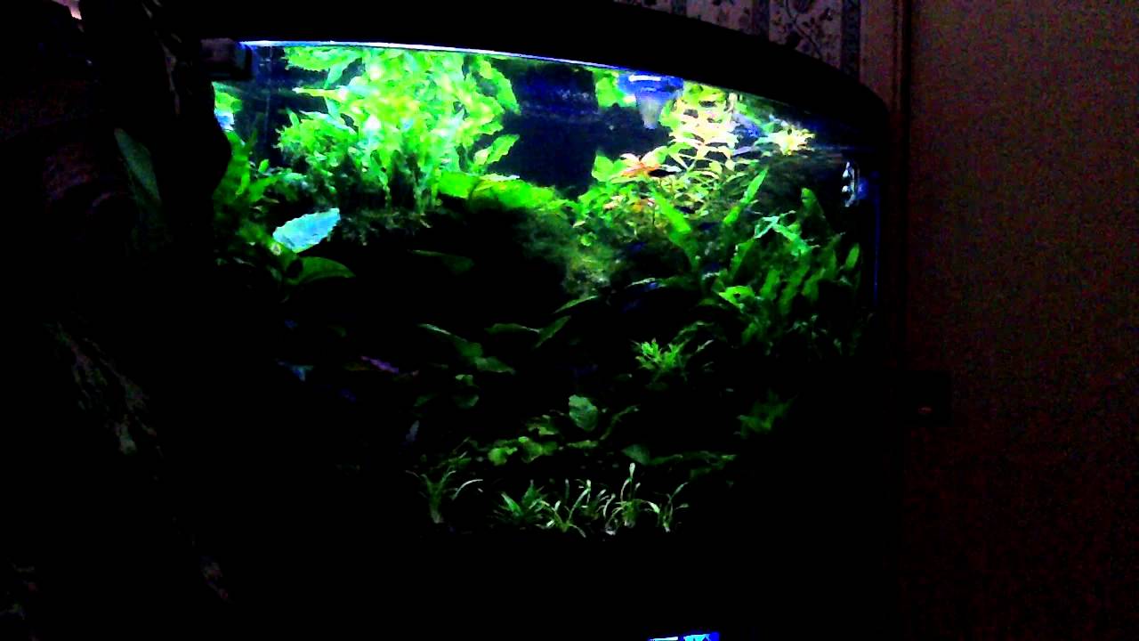 profilux planted aquarium with