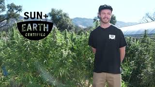 Tall Tree Society Harvest Video
