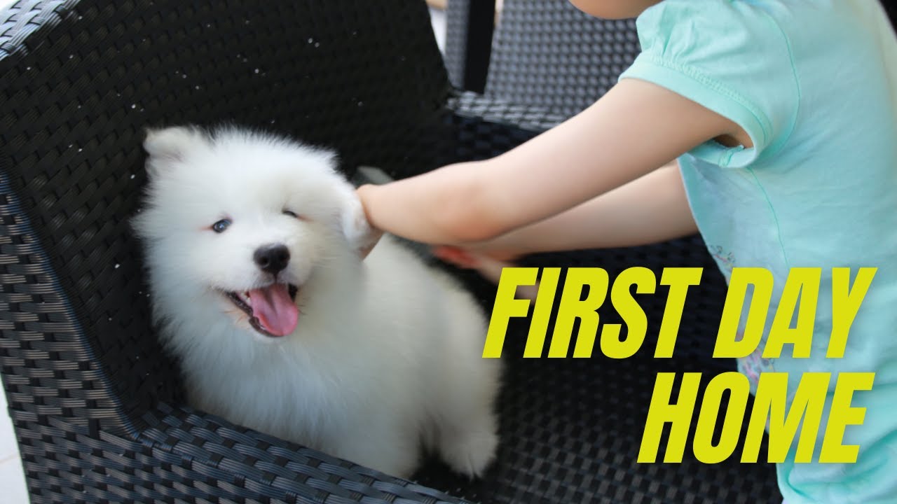 Puppy First Day Home｜Puppy Cute Dog｜Whiskey Samoyed - YouTube