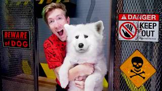 Rescuing My Stolen Puppy