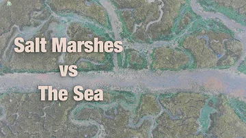 How has human use of salt marshes?