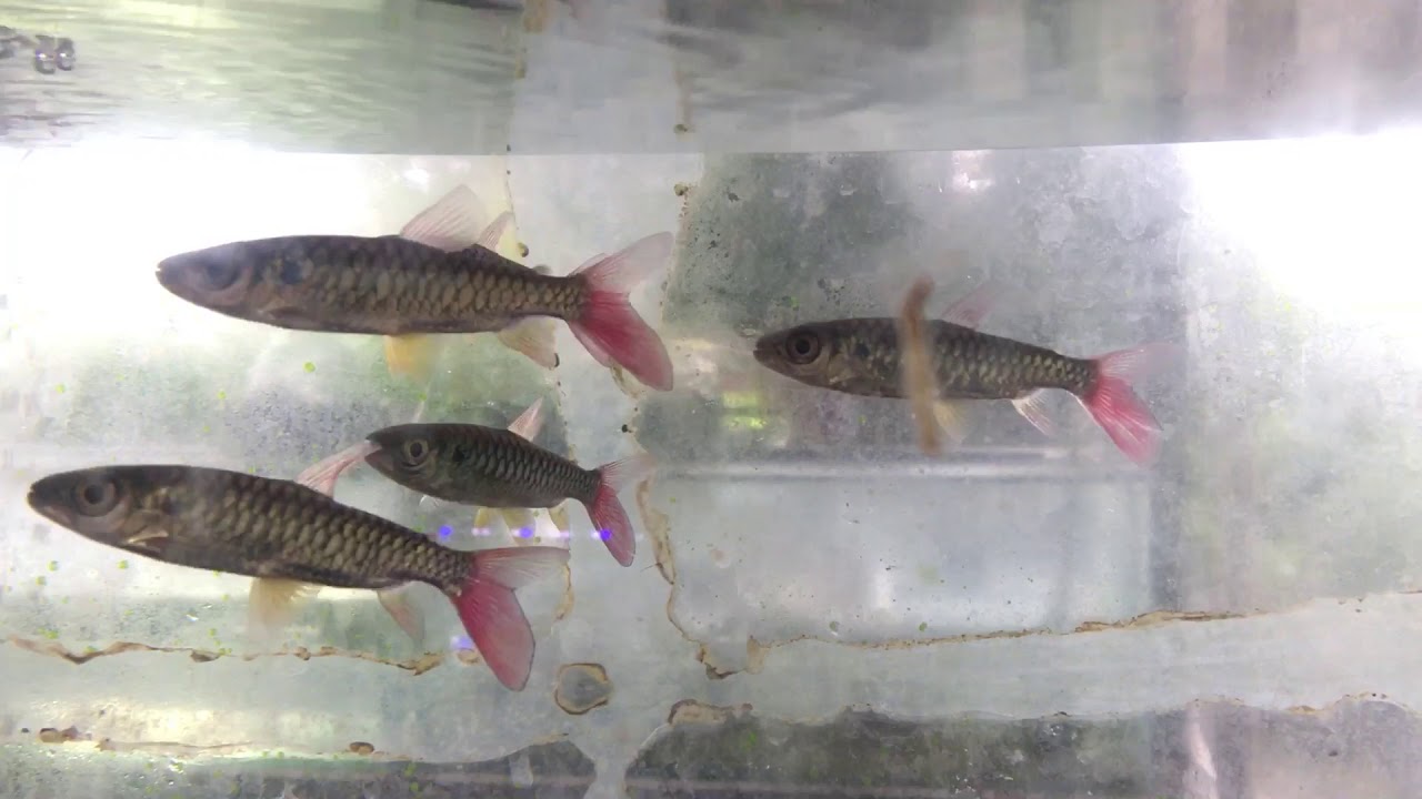 Pinktail Chalceus (Chalceus macrolepidotus)