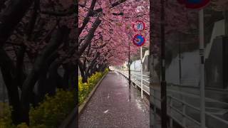 my dream Europe country #coversong #slowedandreverb #song #foryou #uk #viralvideo