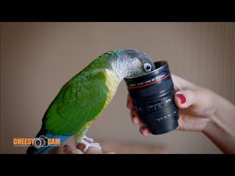 Vidéo: Canon et Nikon Tasses à café qui zooment lorsque cela est nécessaire