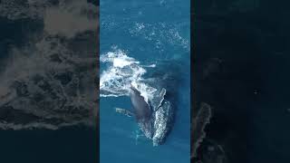 Baby And Mama Humpback Whale Cuddling
