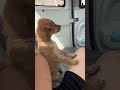 来富，我没想过你的狗爪回流汗呐#小动物能有什么坏心思