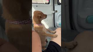 来富，我没想过你的狗爪回流汗呐#小动物能有什么坏心思