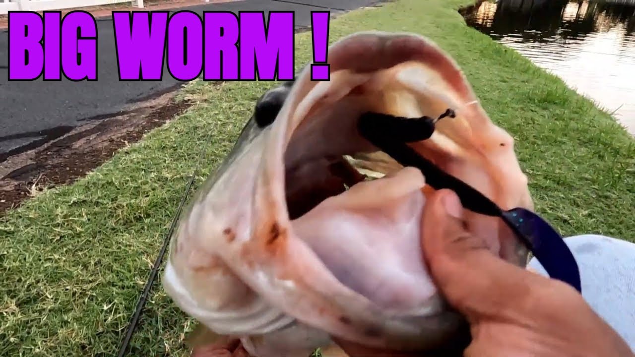 Big Bass Slurps 10" Worm  !