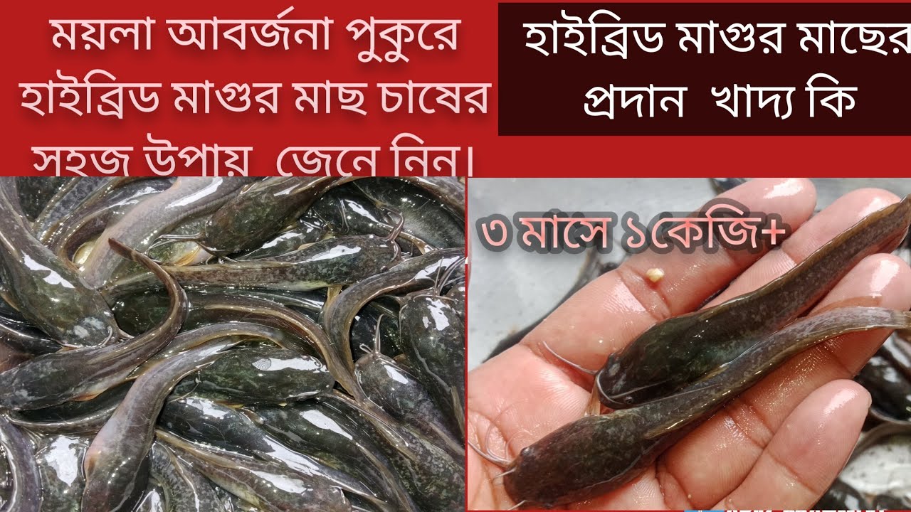 কম খরচে সহজ উপায় চাষ করুন হাইব্রিড মাগুর মাছ। সারা বাংলাদেশ হোম ডেলিভারি দেওয়া হয়।ও দাম কেমন