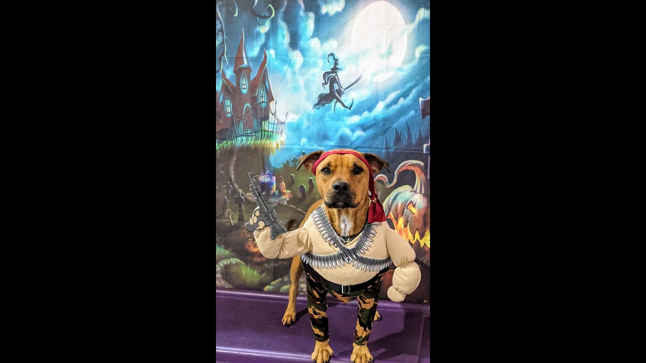 Paws & Effect Inc Doggy Daycare Weekly Roundup 32 Rambo Makes An