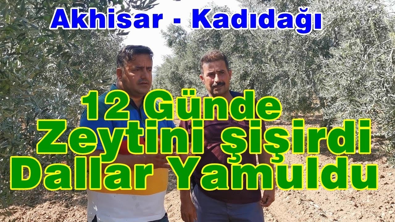 Zeytinde Rekor Damlama Gübresi + Rekor Gübre Yaprak Gübresi - Sürgün - Tane Büyümesine Hızlı  Etkisi