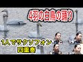【サクソフォン四重奏】1人で《4羽の白鳥の踊り》