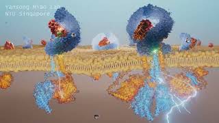 Synthetic FLS2 Receptor Oligomer Boosts Plant Innate Immunity