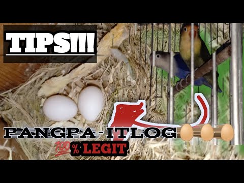 Video: Paano Itaas ang isang Pigeon Nang Walang Kasosyo: 9 Mga Hakbang (na may Mga Larawan)