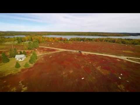 Wild Blueberry Fields in Maine