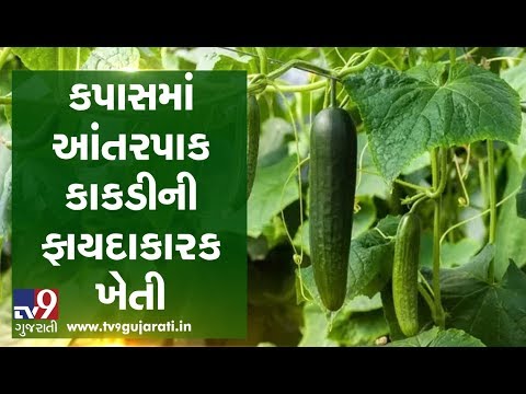 Intercropping: Anand agriculture university scientists planted cucumber among cotton crops | Tv9