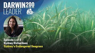 Sydney's Endangered Seagrasses -  by Sydney Richardson - Episode 1